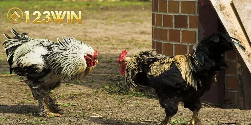 Đa dạng hình thức đá gà 123win hấp dẫn